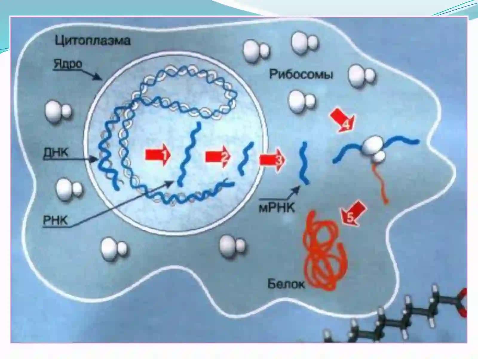Oqsillar biosintezi 4