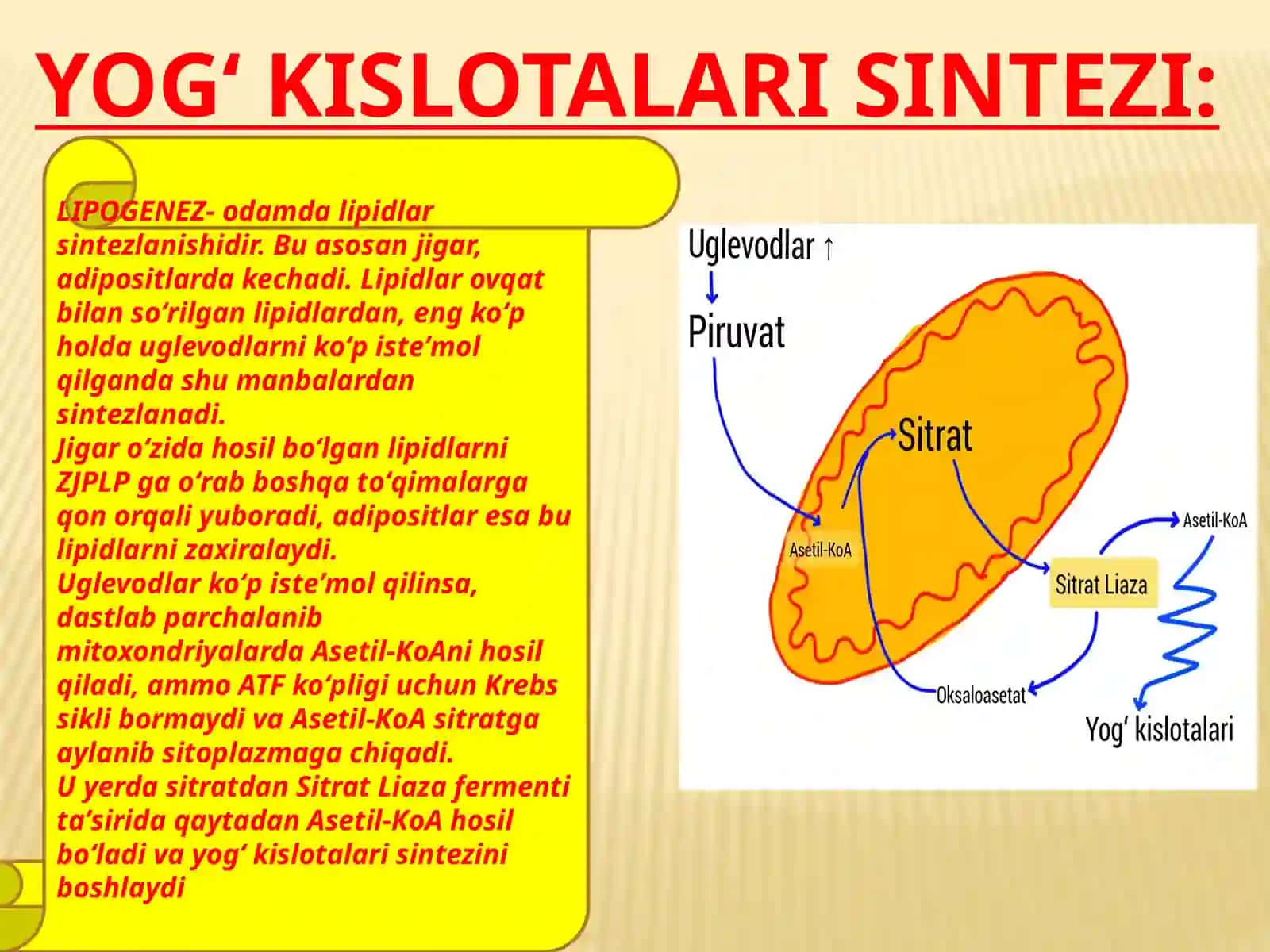 YOG’LAR (LIPID) HAQIDA 4