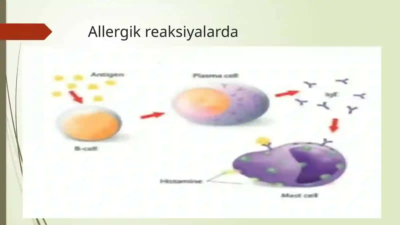 ANTIGISTAMIN GURUH PREPARATLARINING KLINIK FARMAKOLOGIYASI 4