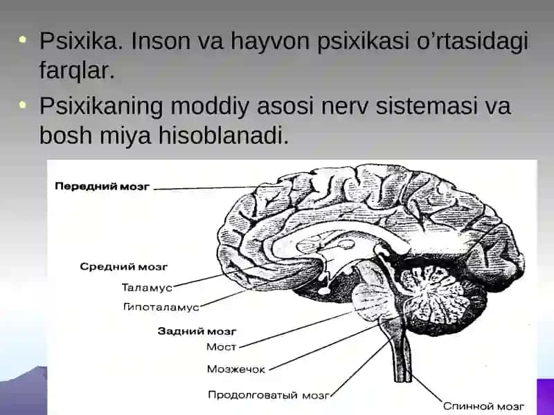 Psixika va Ong taraqqiyoti 4