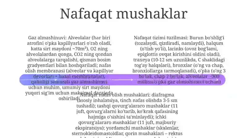 Nafas aʼzolarining tuzulishi 4