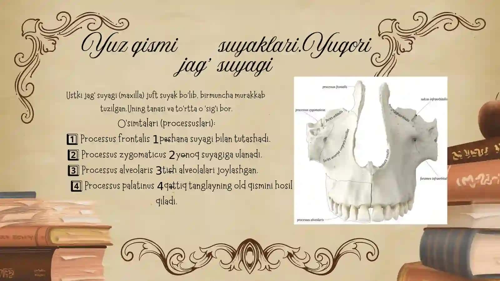 Kalla suyagining yuz qismi suyaklari 4