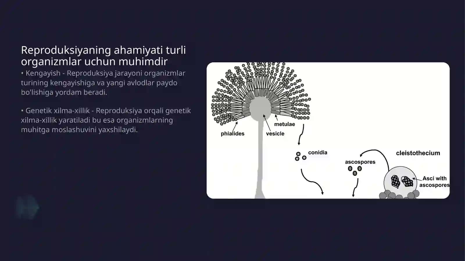 Reproduksiyaning ahamiyati 4