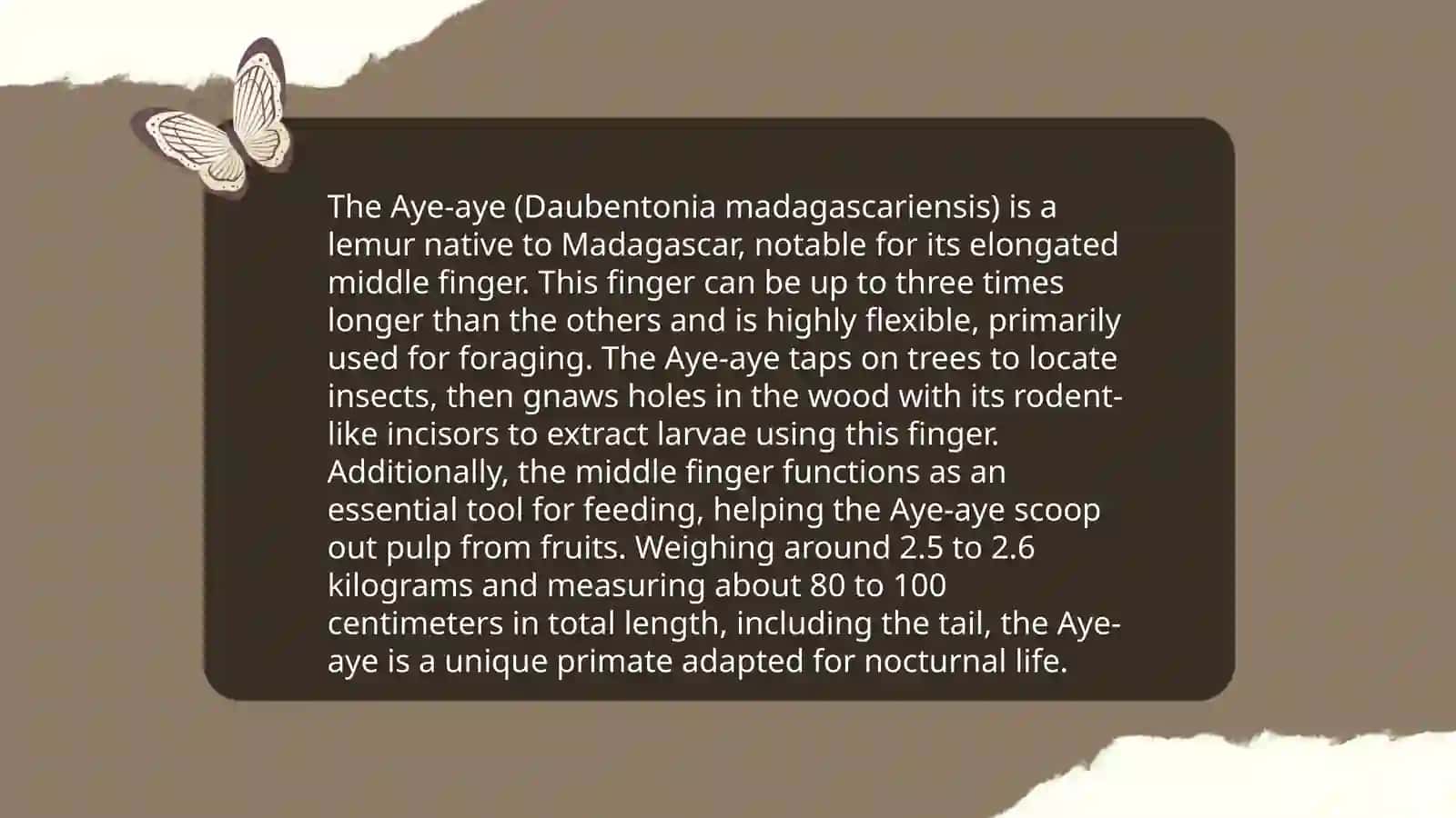 Aye-Aye's Unique Physical Features 4