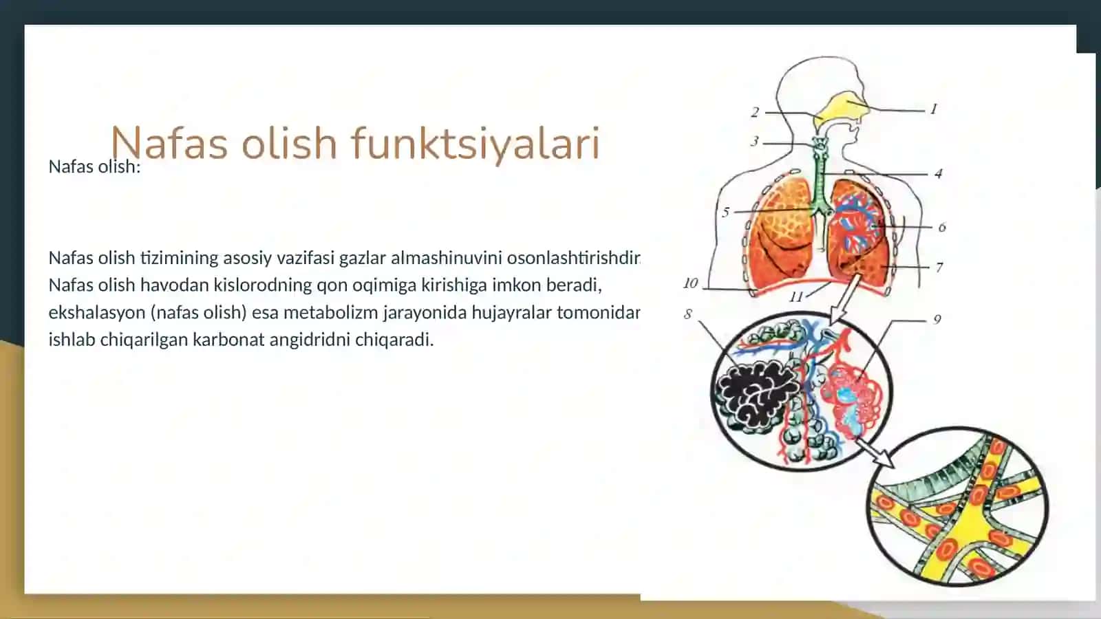 Nafas yöllarıga kıruvchı a'zolar 4