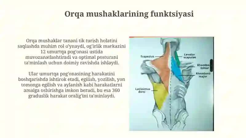Orqa mushaklari 4