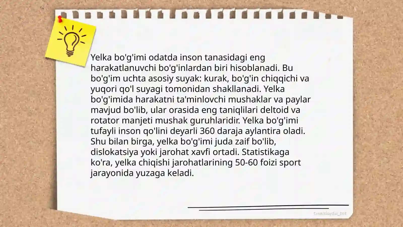 Yelka chigali anatomiyasi 4