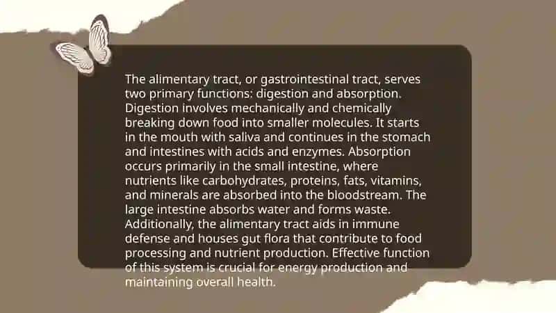 The alimentary tract of a human being 4