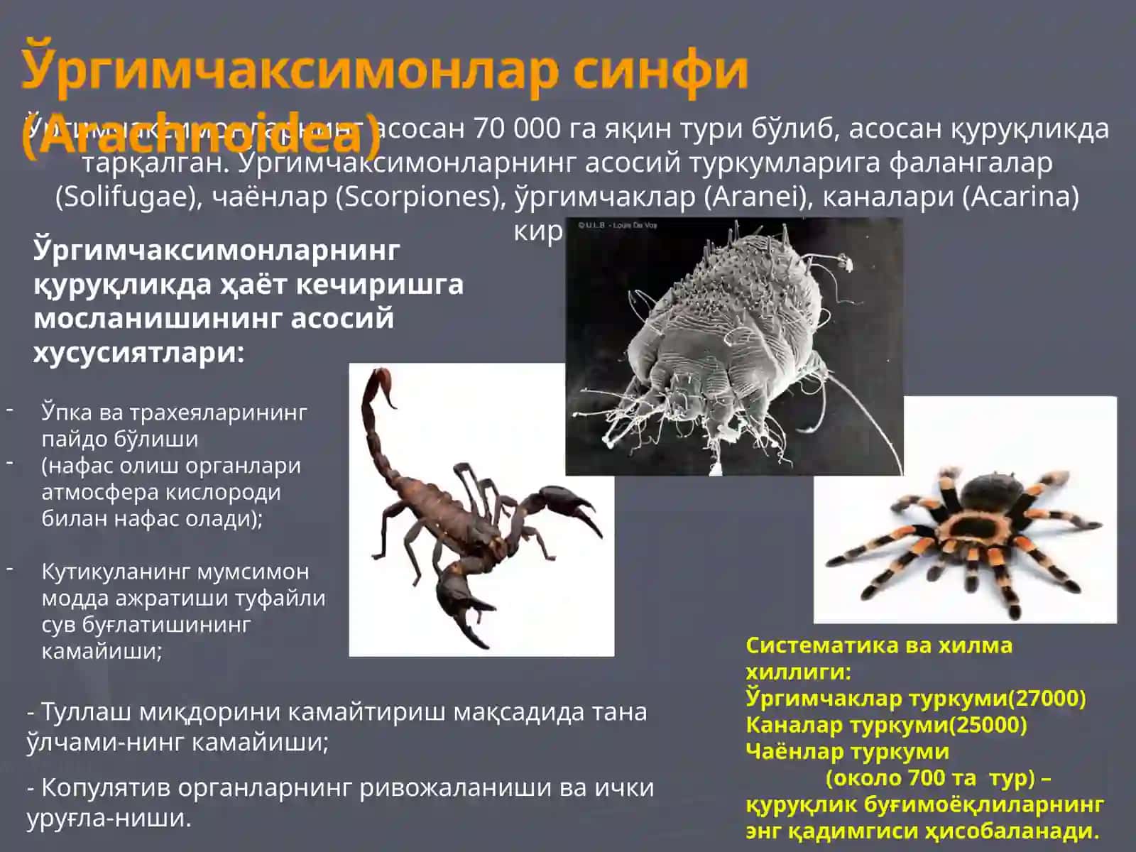 Тиббий Арахноэнтомология 4