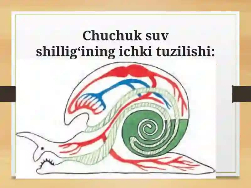MOLLYUSKALAR TIPI 4