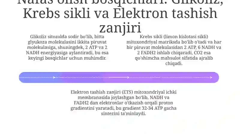O'simliklar nafas olishi 4