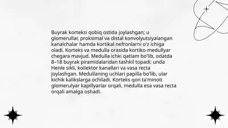 Siydik ajratuvchi tizimi. Buyrak 4