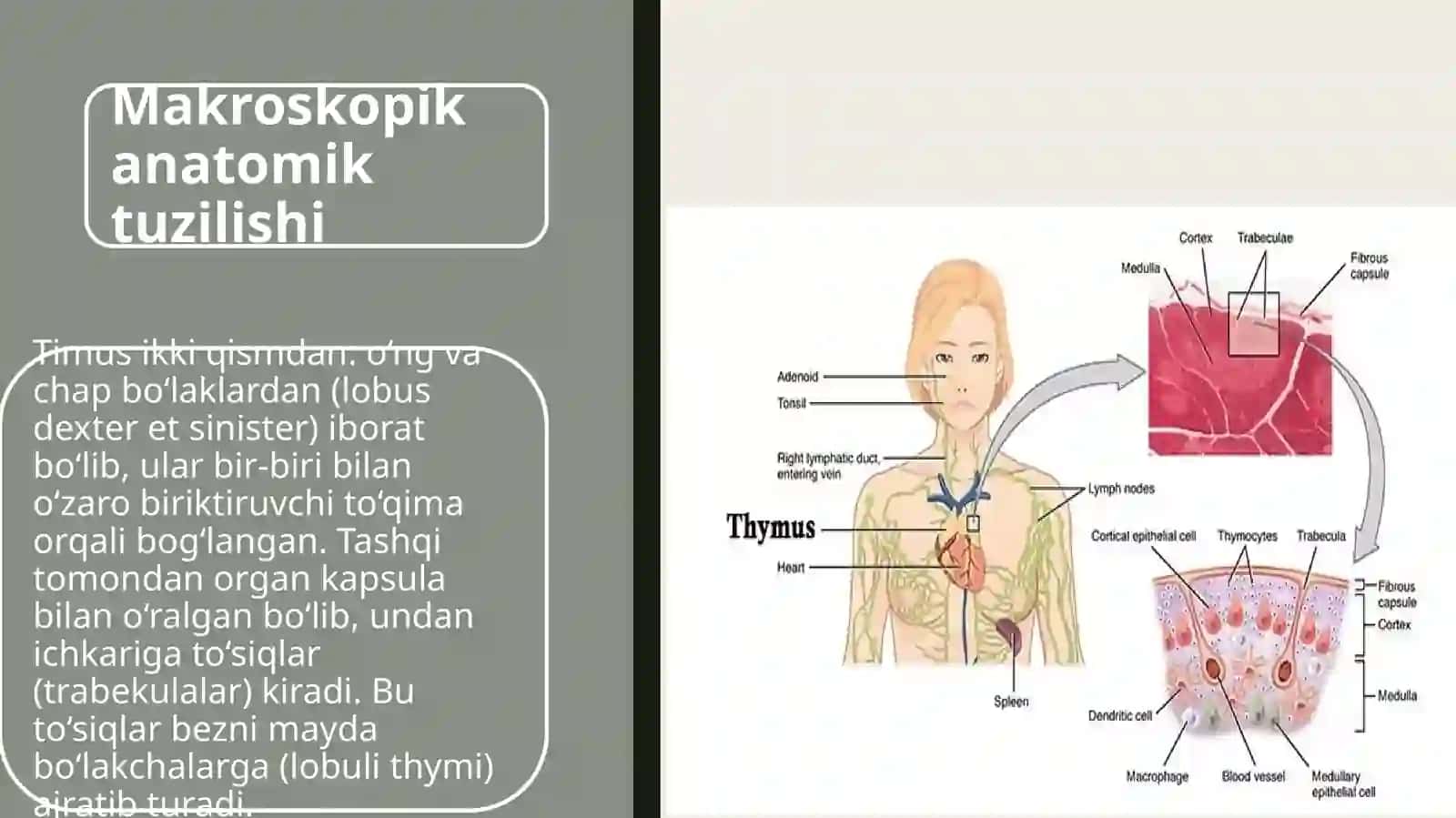 odam anatomiyasi timus tuzilishi 16t prezentatsiya 4