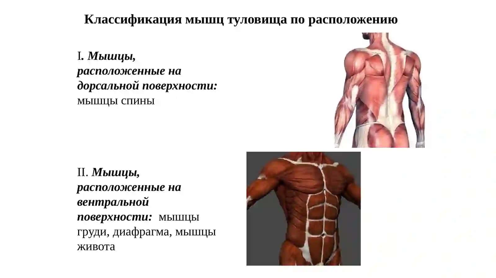 Мышцы и фасции туловища 4