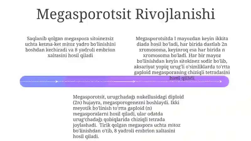 Megasporagenez 4