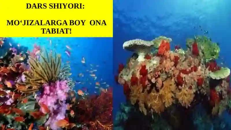 Qo‘ng’ir va qizil suvo’tiari 4