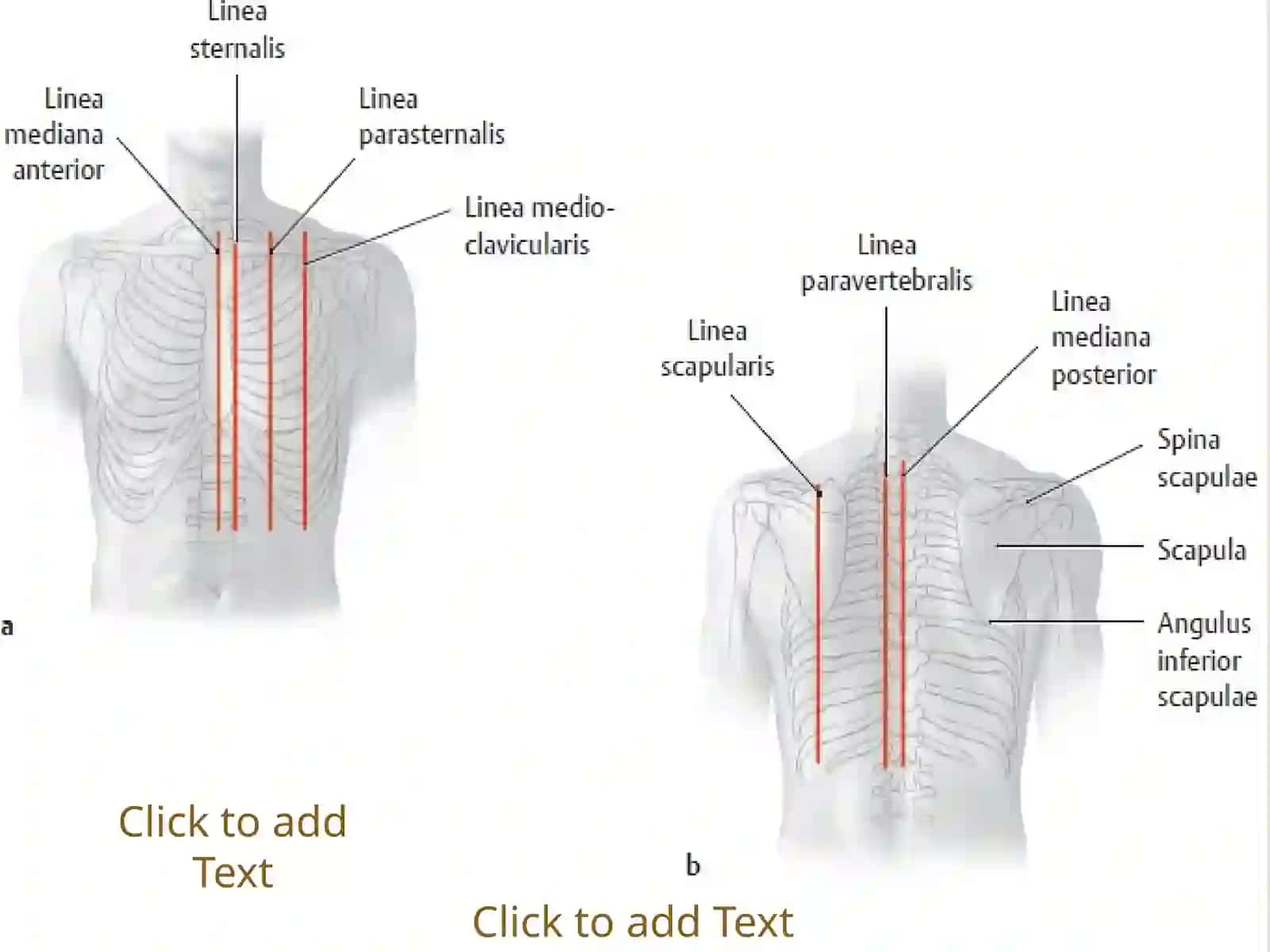 YURAK O'PKA ARTERIYASI 4