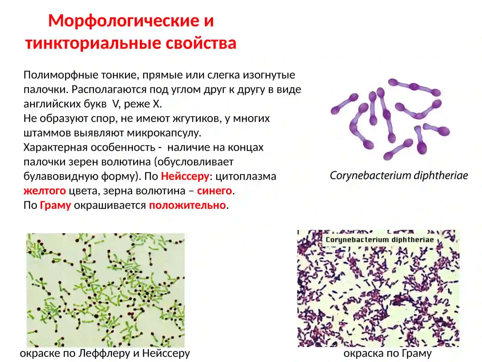 Возбудители коклюша, дифтерии и туберкулеза 4