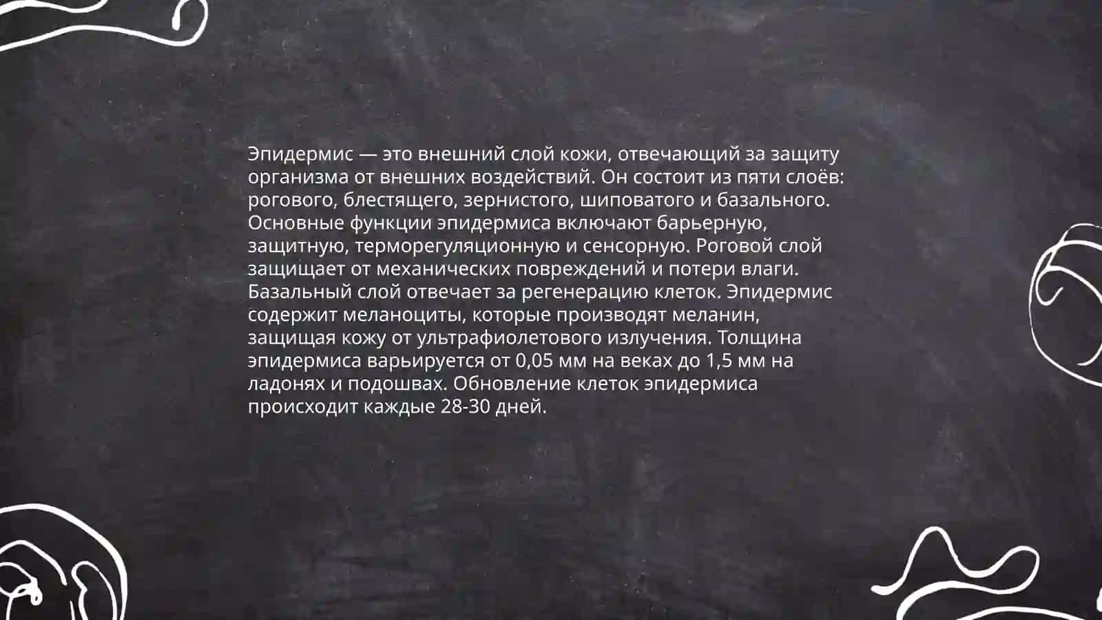 Строение и состав коже 4