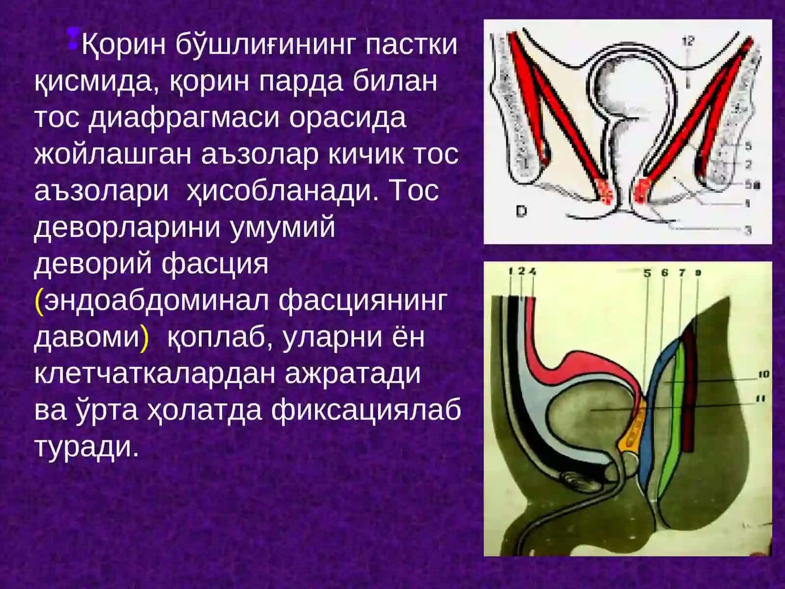 Тос чаноғи топографик анатомияси 4