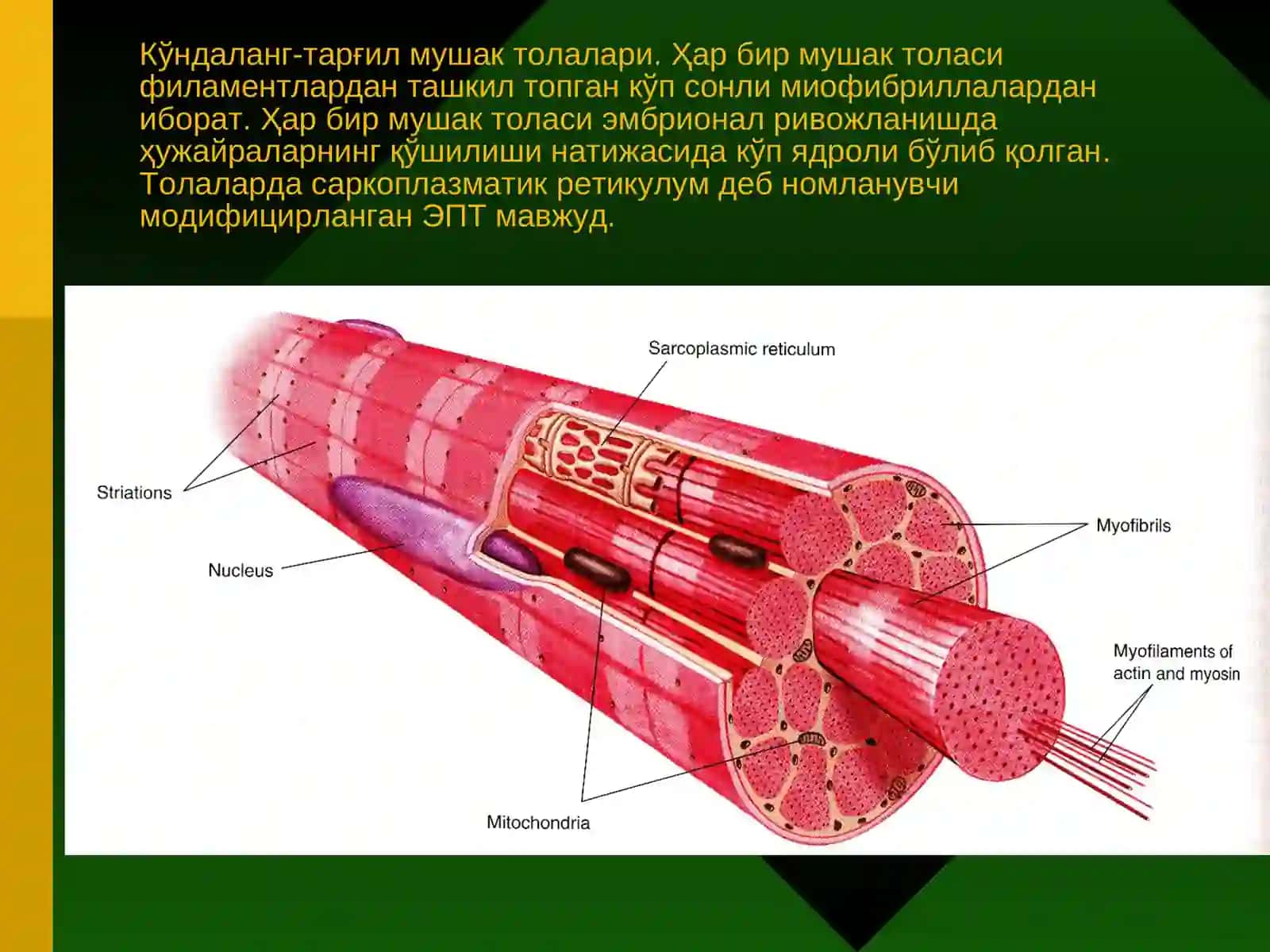 МУШАК ТЎҚИМА 4