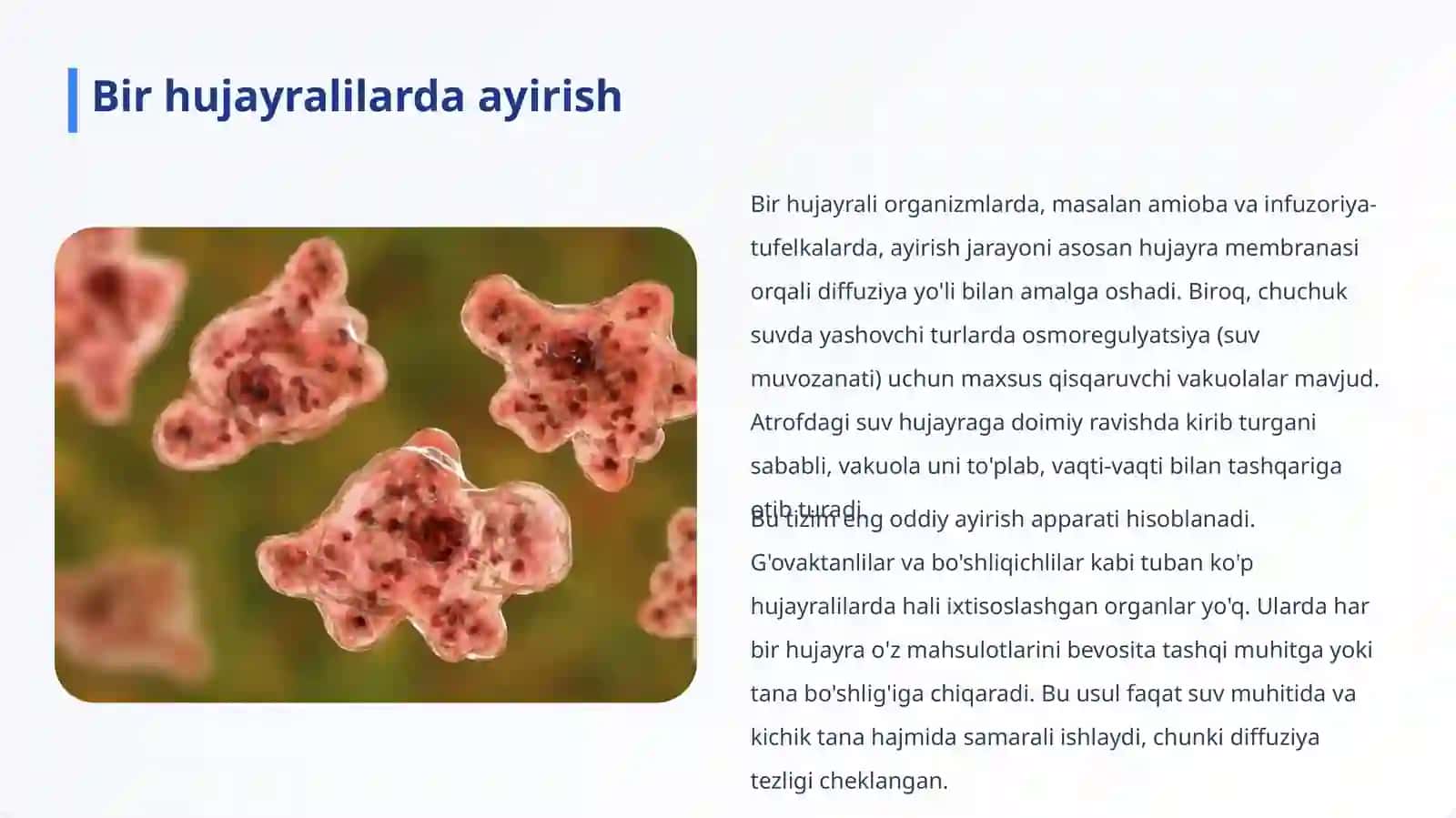 Ayrilish Tizimi Filogenezi va Buzilishlari 4