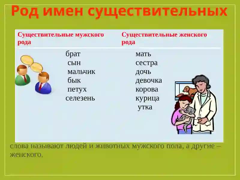Род и число имени существительного 4