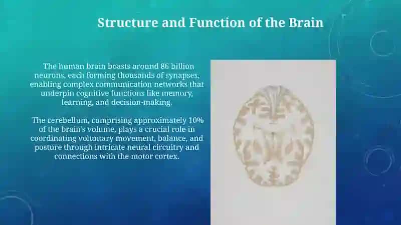 Human brain 4