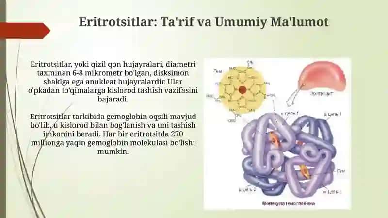 Eritsotsitlar turlari, funksiyasi.Gemoglabin va uning turlari 4