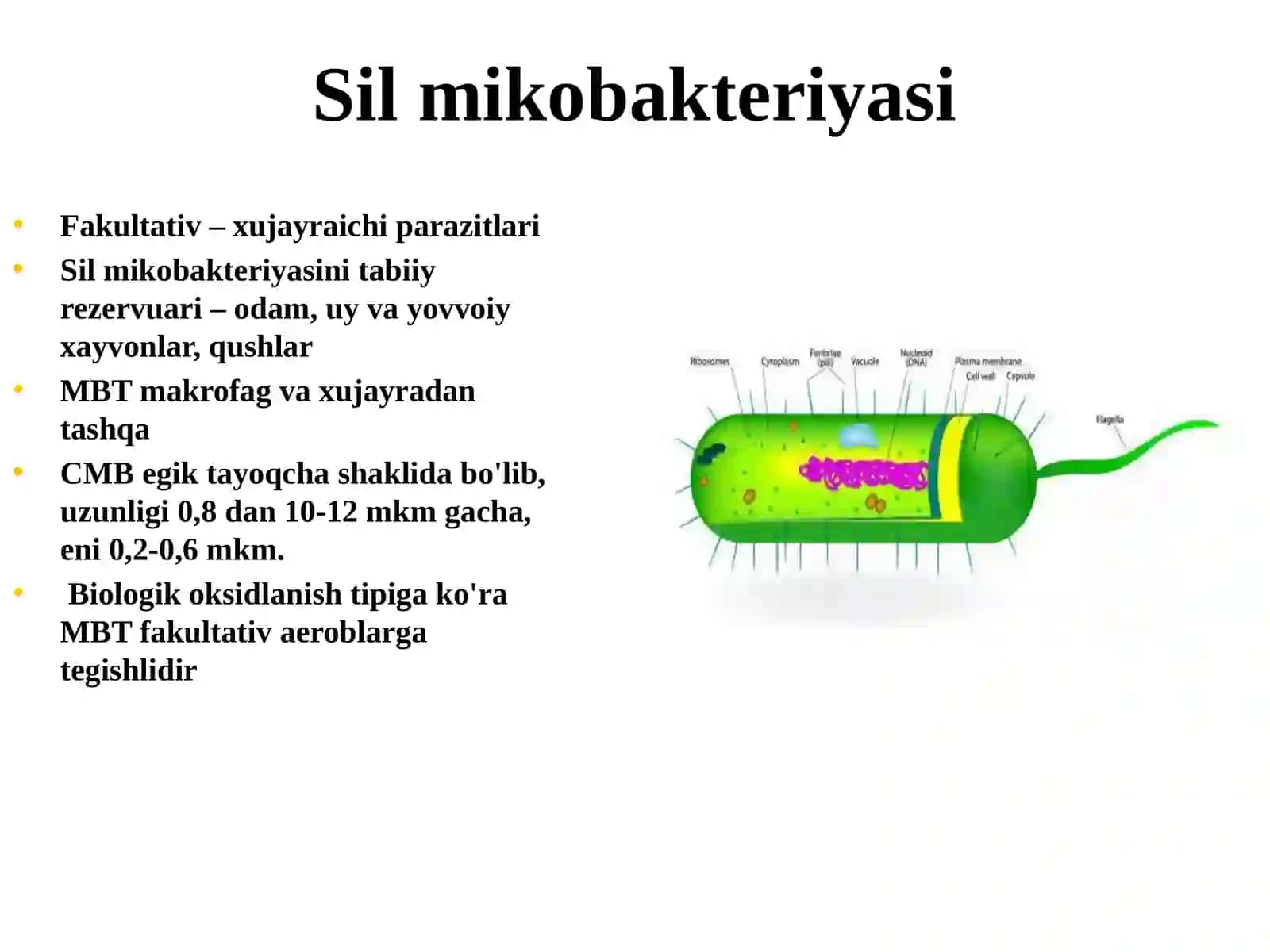 Silmikobakteriyasi 4