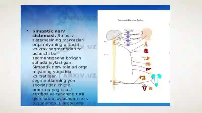 Simpatik nerv tizimi yoshgadoiroʼzgarishlari 4