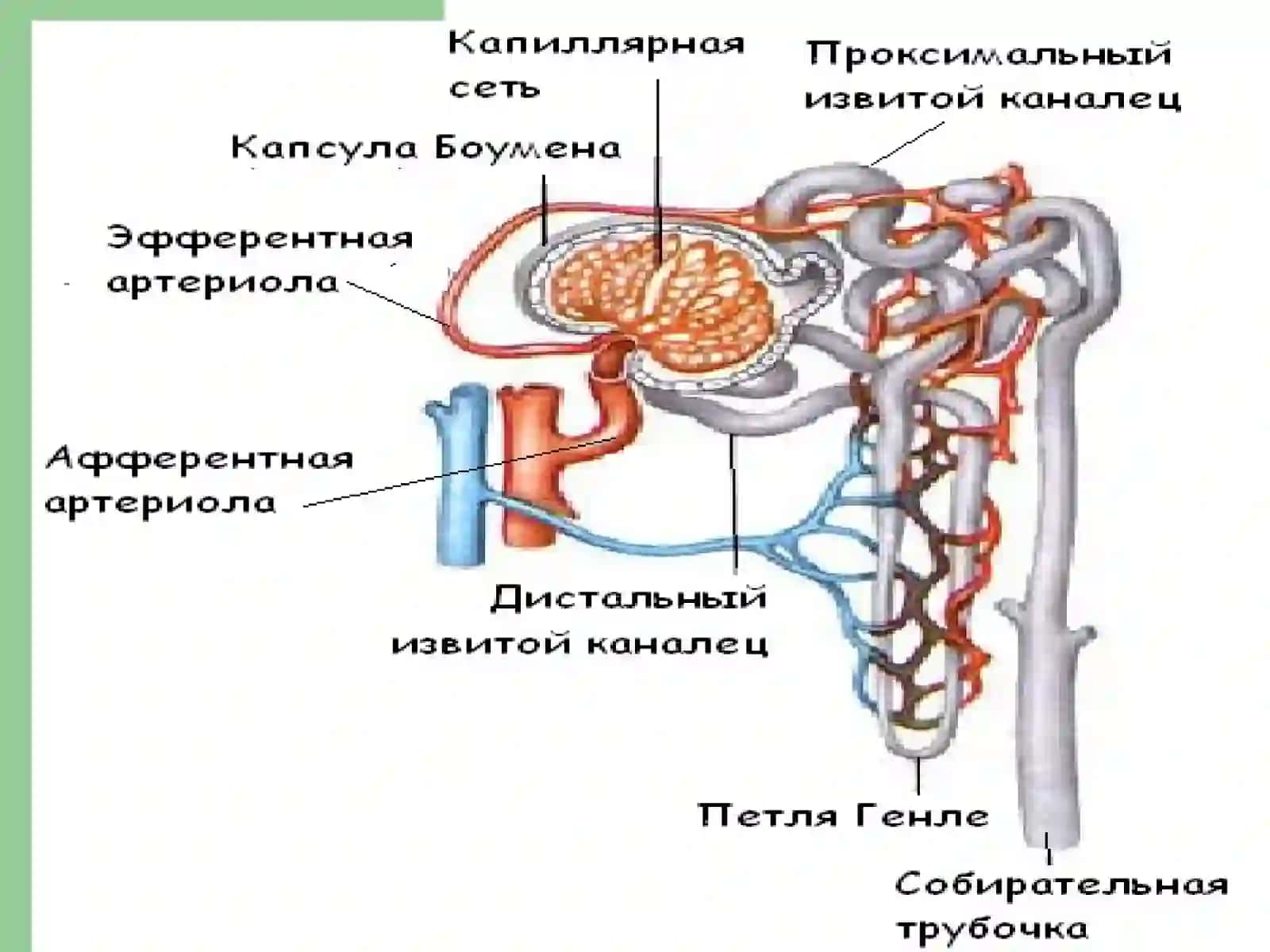 Буйраклар 4