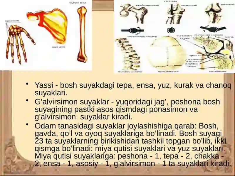 Qo`lsuyaklari 4