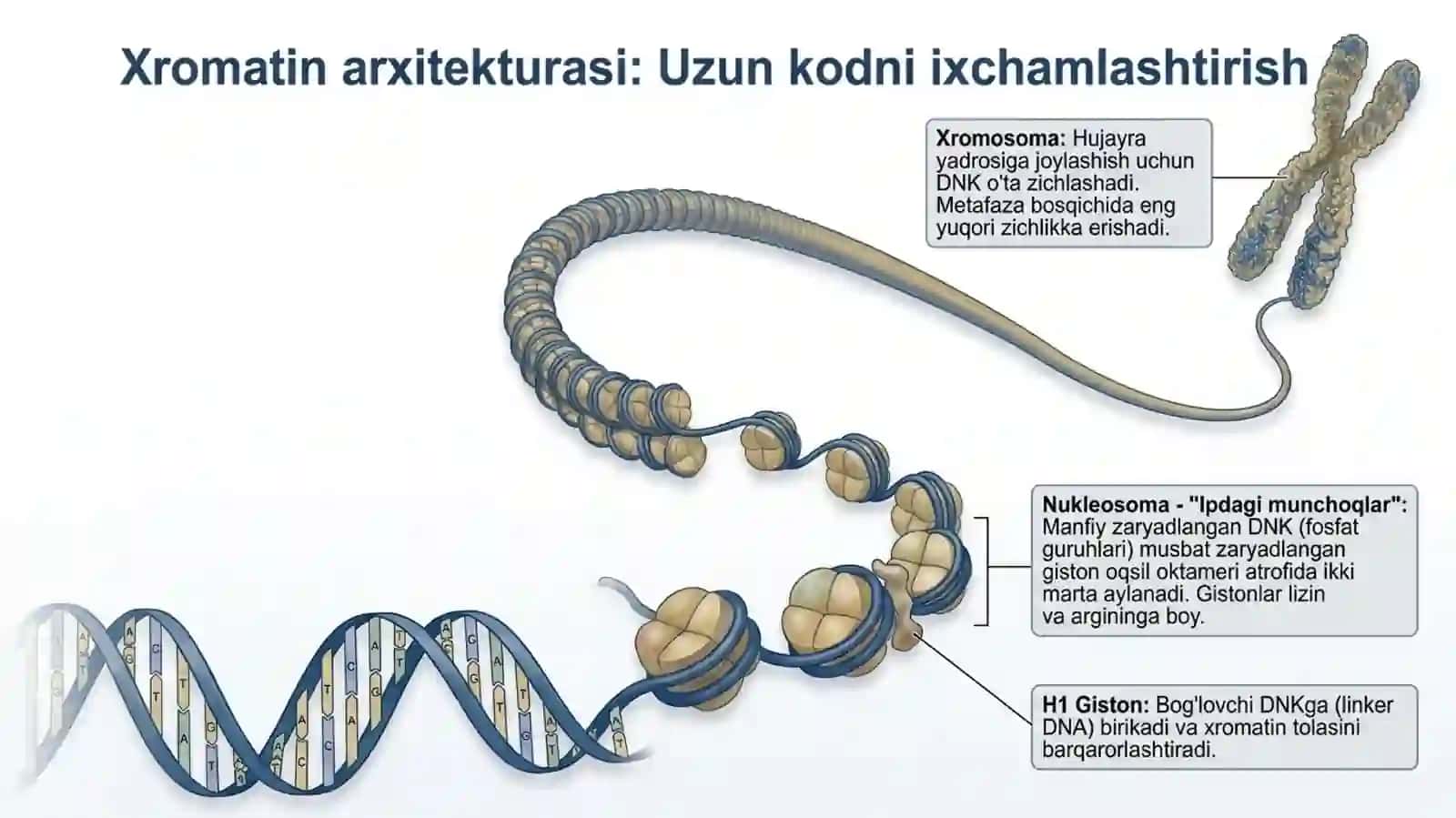DNK va xromatin tuzilishi (Euxromatin, Geteroxromatin). 4