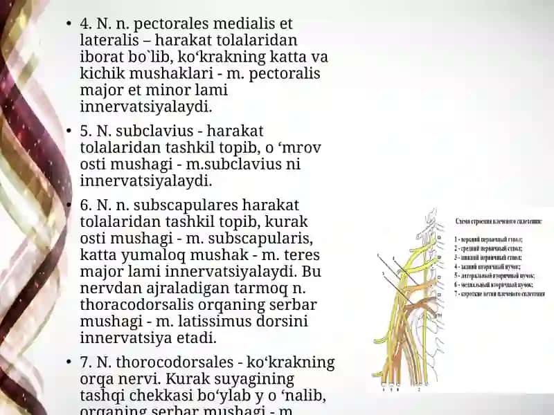 Yelka chigali 4