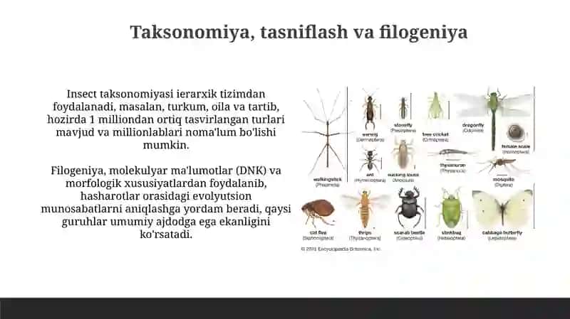 Hasharotlar Ekologiyasi 4