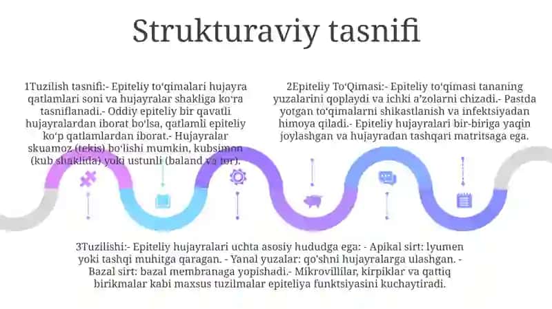 Epiteliy ToʻQimasi Va Uning Tuzilishi 4