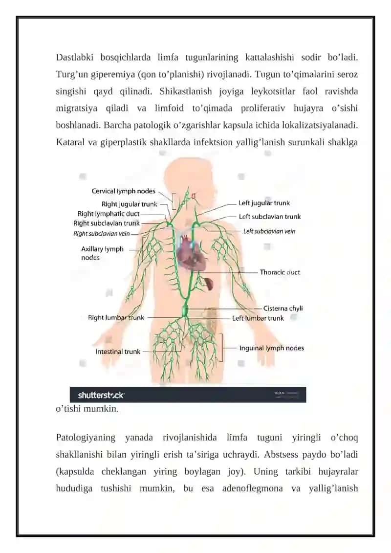 Limfa derma haqida ma'lumot 4