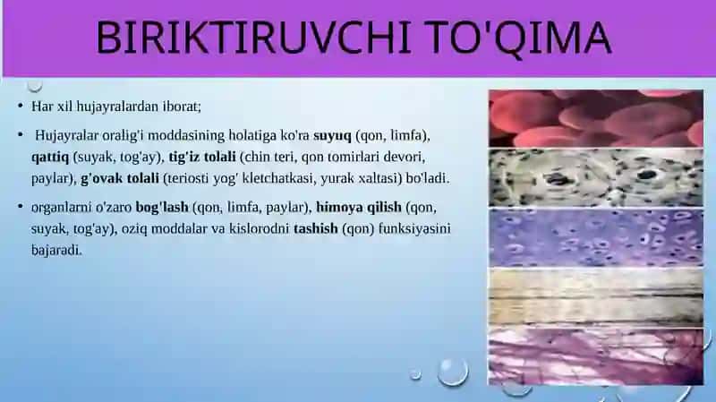 To'qimalar, organlar va organism 4
