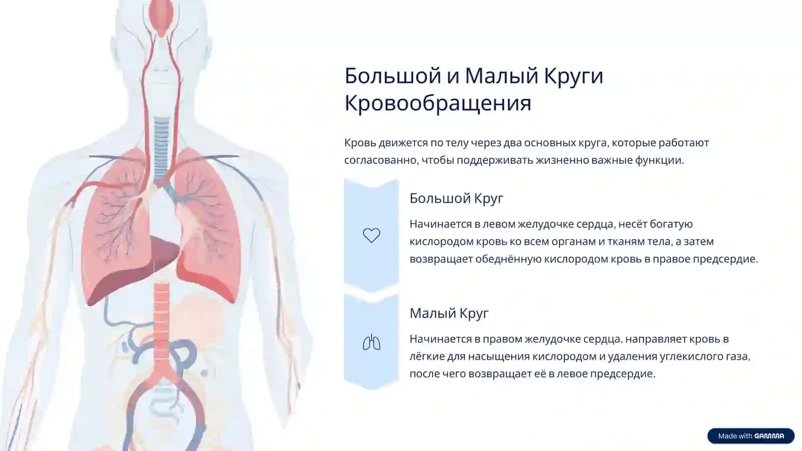Система Кровообращения: Транспортная Сеть Организма 4