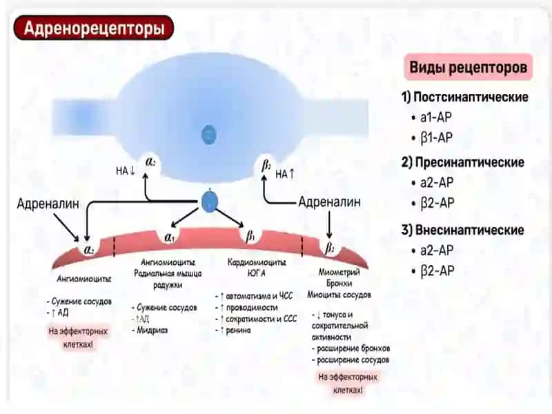 Адренергик иннервацияга таъсир этувчи дори воситалари 4