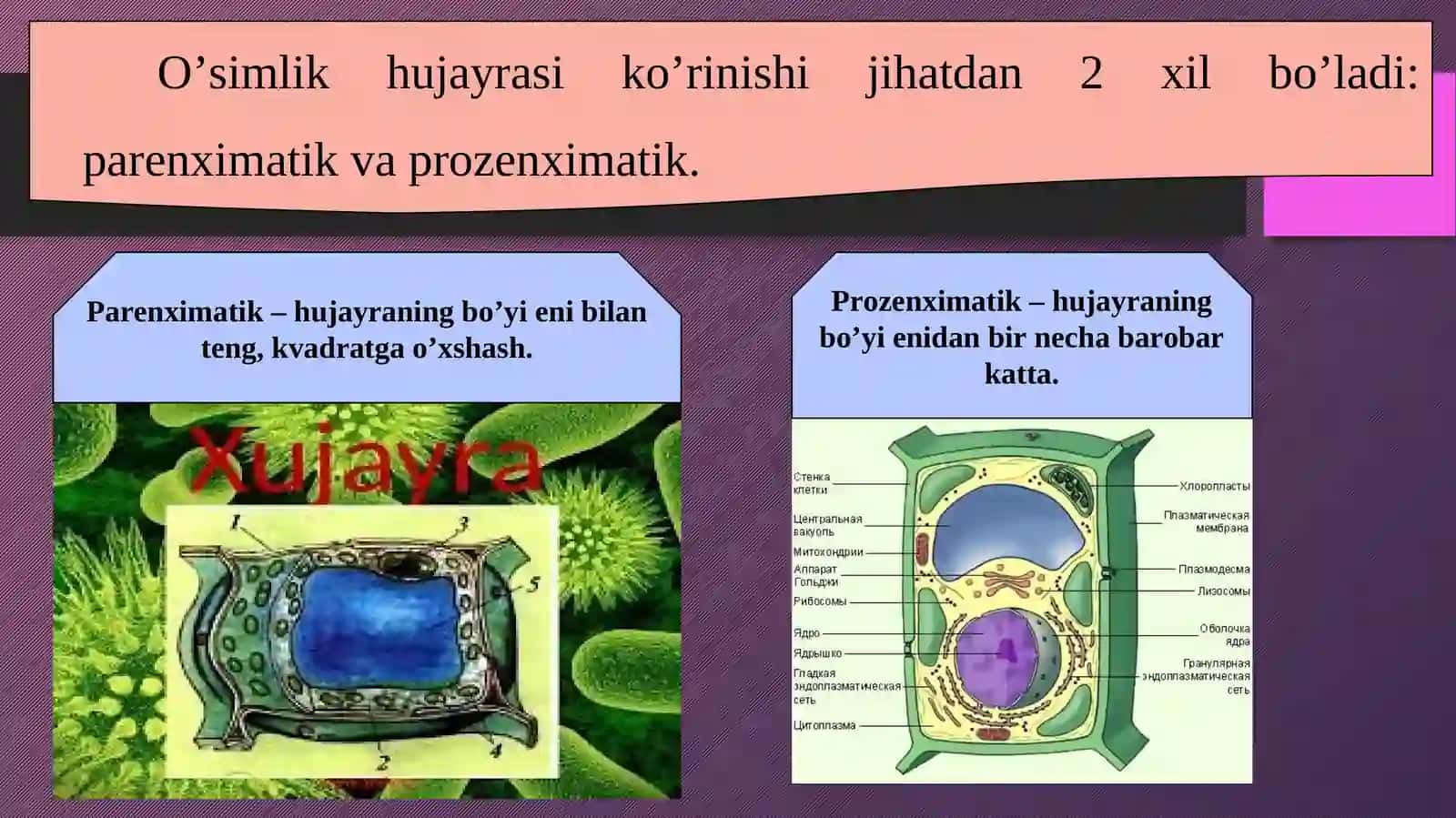 Hujayra tiriklikning asosi 4