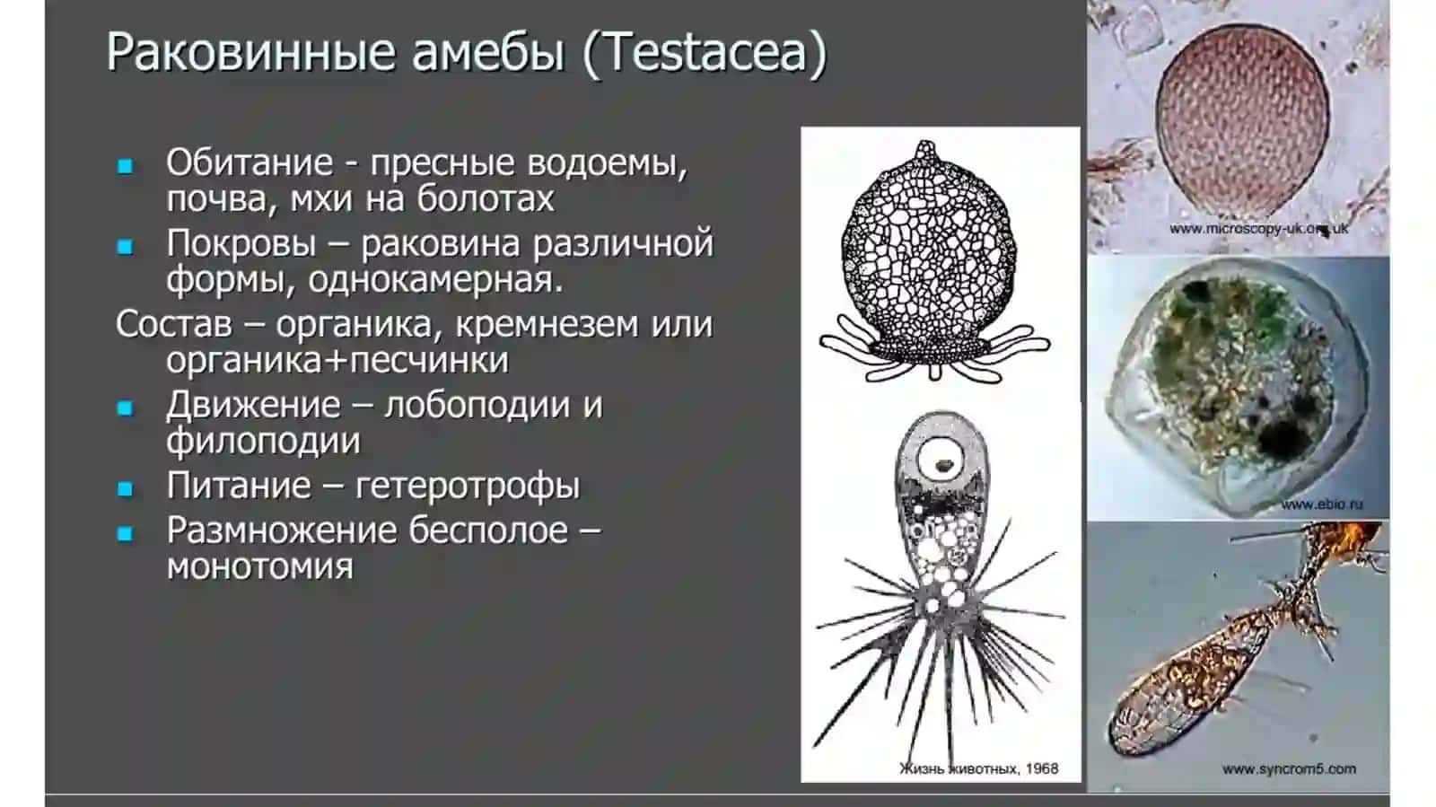 Амёбовидные ложноножки 4