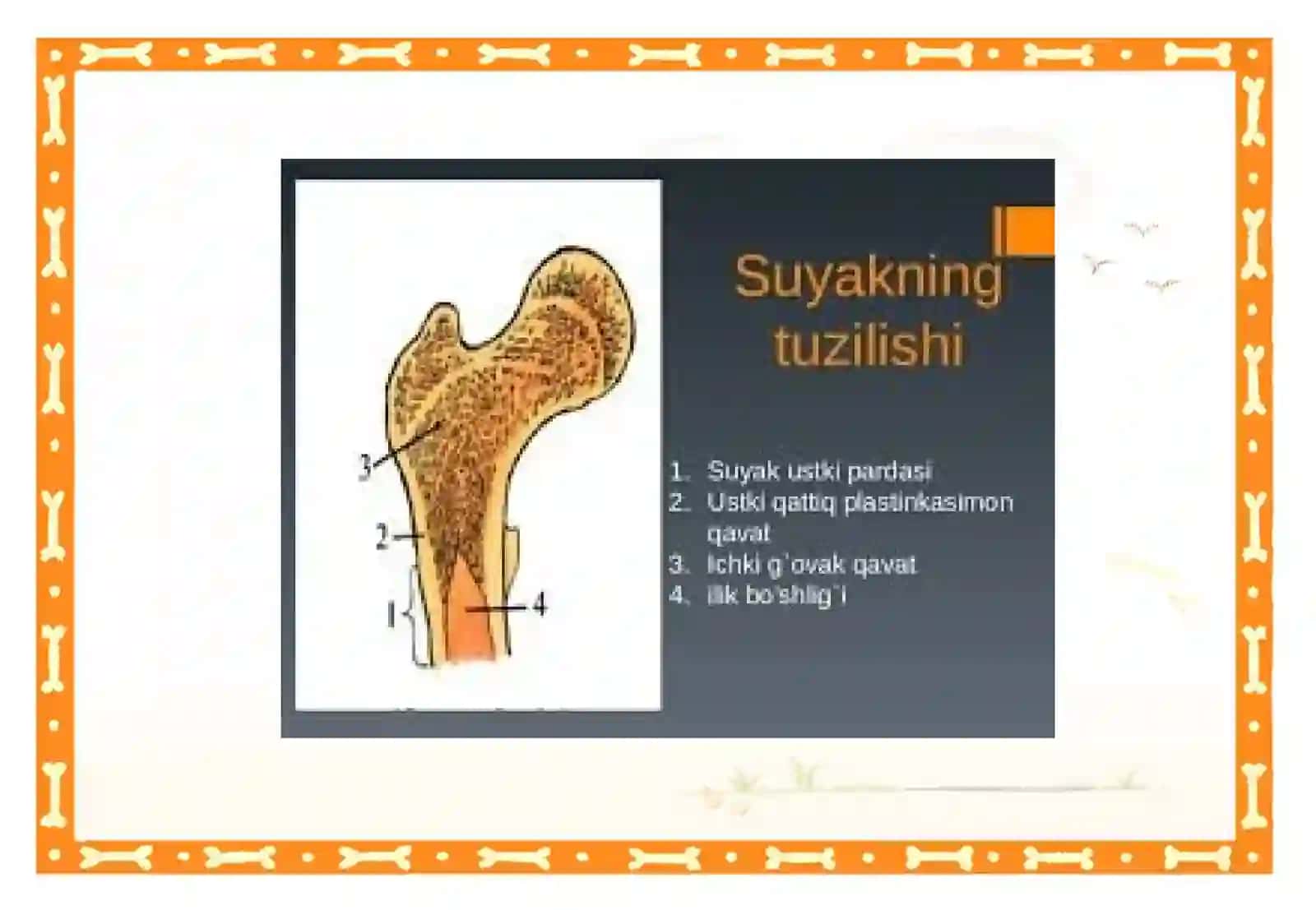 Suyaklarning tuzilishi va o’sishi 4