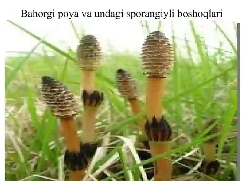 QIRQBO’G’IMDOSHLAR VA LAVRDOSHLAR OILALARI 4