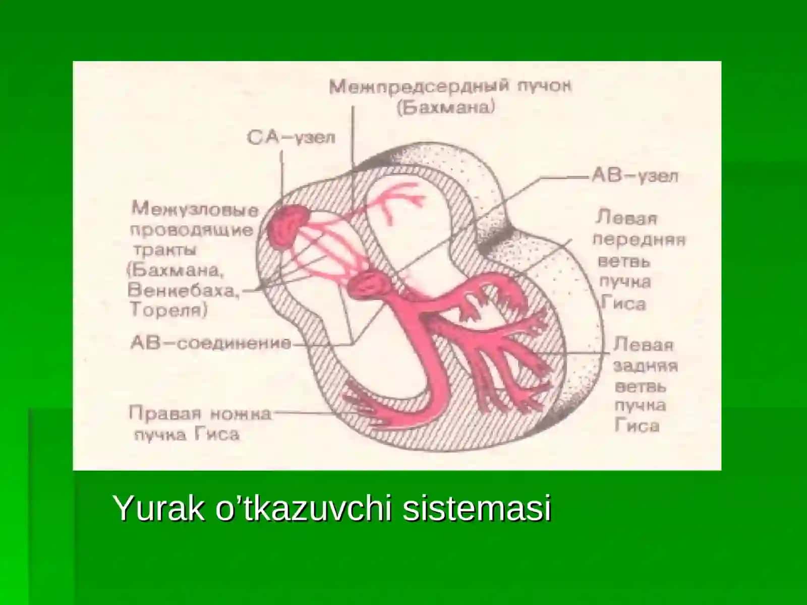Elektrokardiografiya (EKG) 4