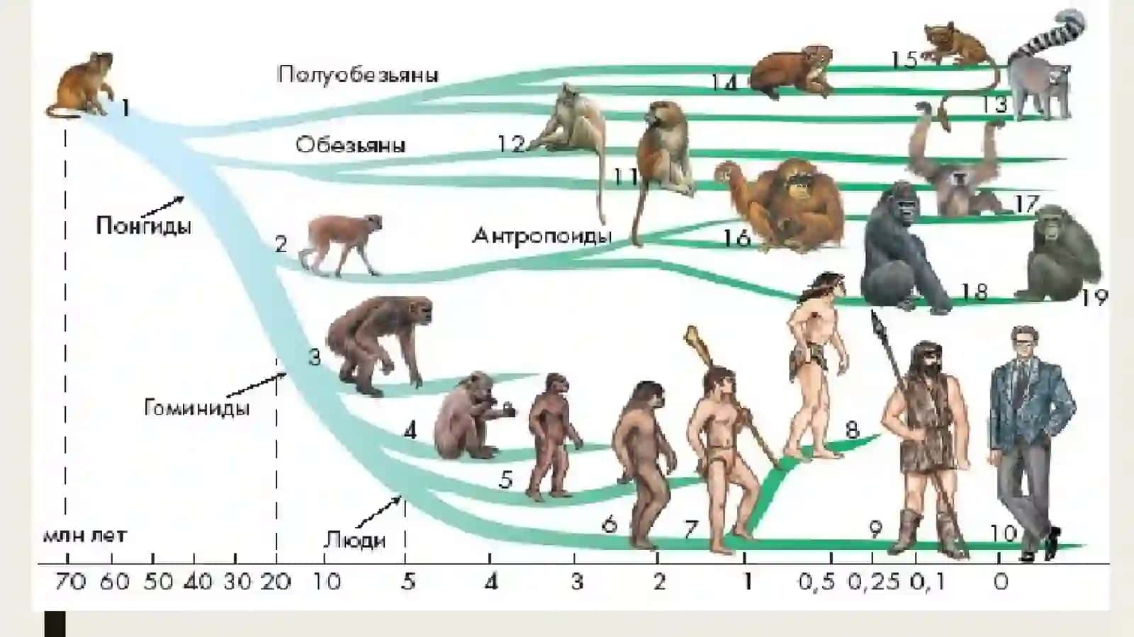 Antropogenez 4