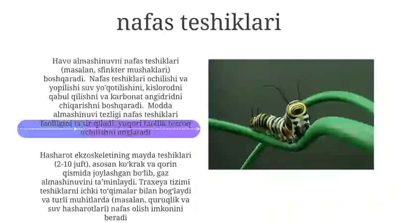 Hasharotlar morfologiyasi 4