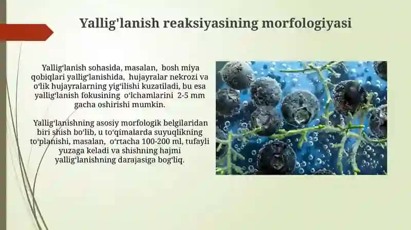 Limfoid to'qimalarning morfologiyasi 4