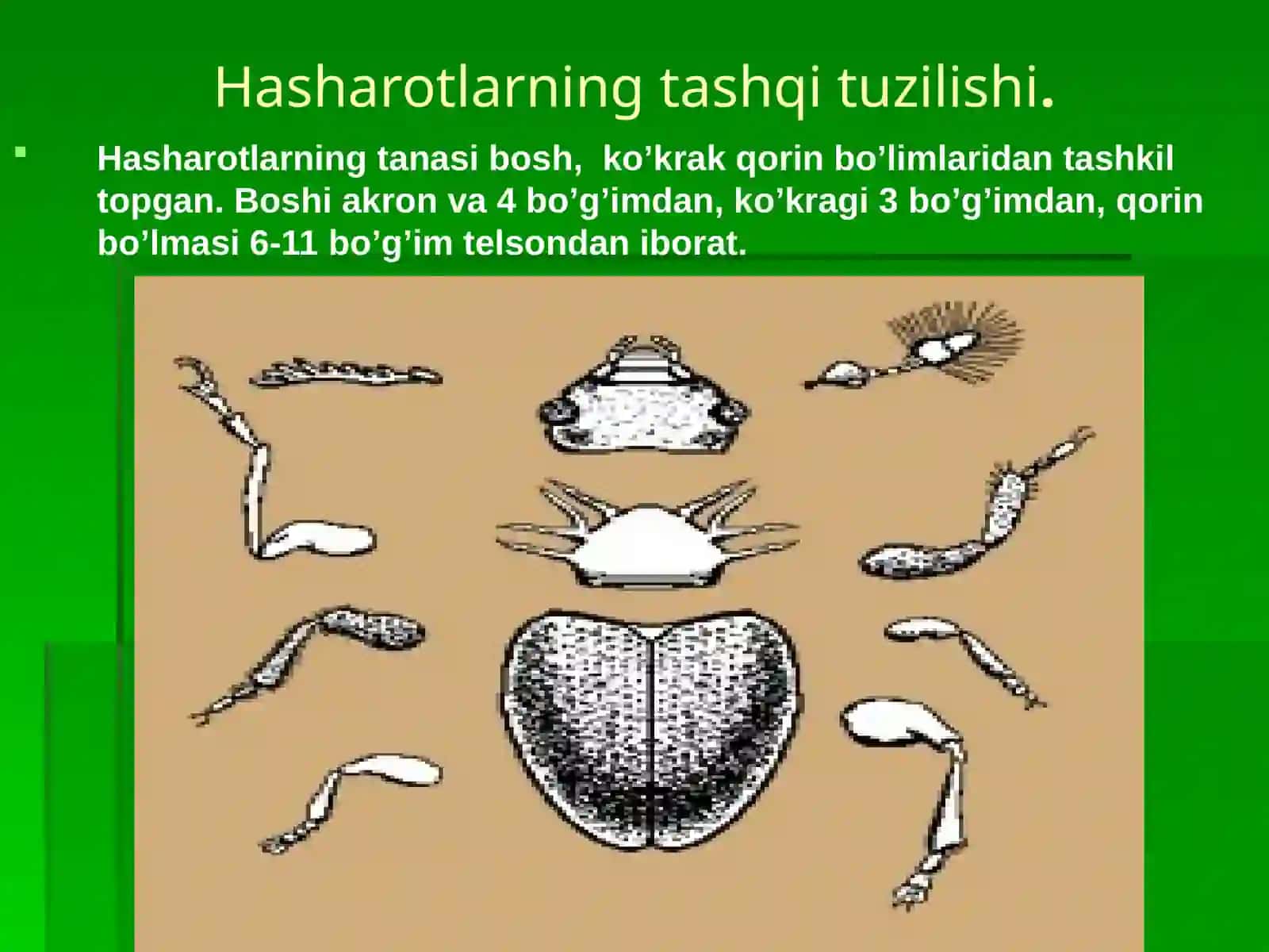 HASHAROTLARNING MARFOLOGIYASI 4